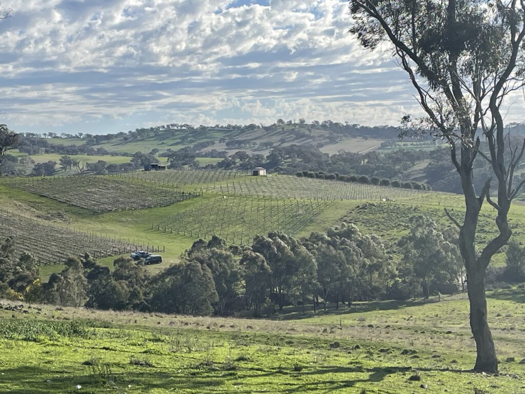 Vale Creek Wines vineyard - lush greenery and rolling hills