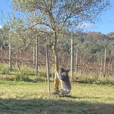 Sustainability_Koala_Vale Creek Wines